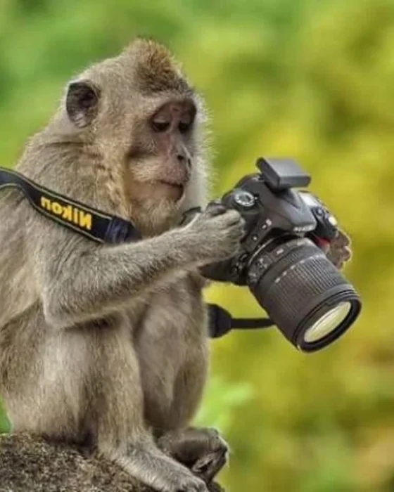 Un mono fotografiando con una cámara